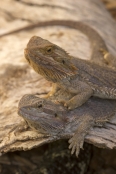 reptile;dragon-lizard;poikilotherm;australian-reptile