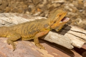 reptile;dragon-lizard;poikilotherm;australian-reptile;reptile-teeth;reptile-mouth