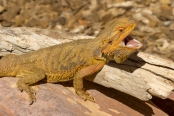 reptile;dragon-lizard;poikilotherm;australian-reptile;reptile-mouth;reptile-teeth