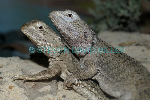 common bearded dragon;bearded dragon;dragon lizard;lizards mating;dragons mating;dragon lizards mating;australian reptile park;australian lizards;spiky dragon;spiky lizard