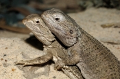 common-bearded-dragon;bearded-dragon;dragon-lizard;lizards-mating;dragons-mating;dragon-lizards-mati