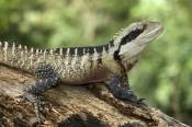 eastern-water-dragon;physignathus-lesueurii;water-dragon-on-log;lane-cove-national-park;eastern-wate