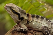 eastern-water-dragon-picture;eastern-water-dragon;eastern-water-dragon;water-dragon;physignathus-les