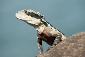 eastern-water-dragon;australian-water-dragon;dragon;dragon-lizard;australia-reptile;intellagama-lesu