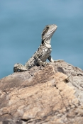 eastern-water-dragon;australian-water-dragon;dragon;dragon-lizard;australia-reptile;intellagama-lesu