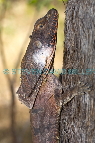 frilled lizard;frilled lizard pictre;chlamydosaurus kingii;frilled dragon lizard;frilled lizard portrait;frilled lizard picture;australian lizard;northern territory lizard;top end;iconic australian lizard;mary river national park;camouflage;camoflage