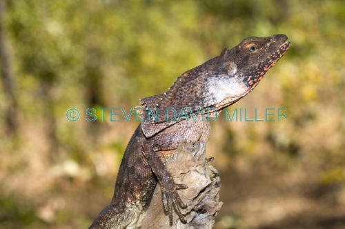 frilled lizard;frilled lizard pictre;chlamydosaurus kingii;frilled dragon lizard;frilled lizard portrait;frilled lizard picture;australian lizard;northern territory lizard;top end;iconic australian lizard;mary river national park;camouflage;camoflage