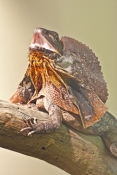 frilled-lizard;frilled-lizard-display;chlamydosaurus-kingii;frilled-dragon-lizard;frilled-lizard-por