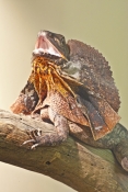 frilled-lizard;frilled-lizard-display;chlamydosaurus-kingii;frilled-dragon-lizard;frilled-lizard-por