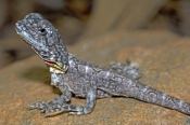 frilled-lizard;frilled-lizard-baby;baby-frilled-lizard;chlamydosaurus-kingii;frilled-dragon-lizard;f