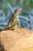 ring-tailed-dragon-lizard-picture;ring-tailed-dragon-lizard;ring-tailed-dragon;dragon-lizard;ctenoph