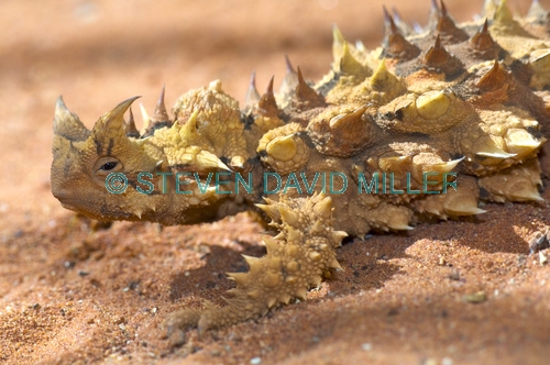 thorny devil;moloch horridus;alice springs reptile centre;australian lizard;australian reptile;thorny;thorns;thorny lizard;thorny devil picture
