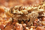 thorny-devil-picture;thorny-devil;moluch-horridus;thorny-lizard;spiny-lizard;lizard-spines;spiny;tho