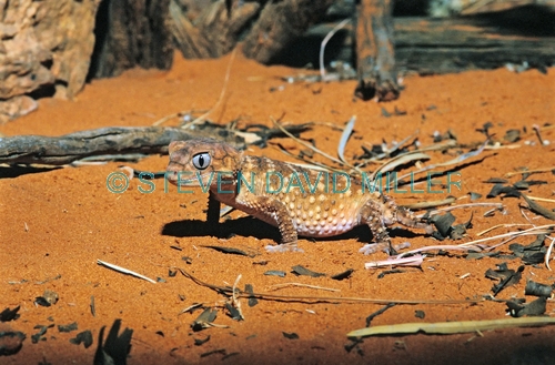 rough knob-tailed gecko picture;rough knob-tailed gecko;rough knob tailed gecko;knob tailed gecko;knob tail gecko;gecko;australian gecko;australian lizard;uluru kata tjuta national park;northern territory lizard;northern territory national park;australian national park