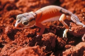smooth-knob-tailed-gecko-picture;smooth-knob-tailed-gecko;smooth-knob-tailed-gecko;knob-tailed-gecko