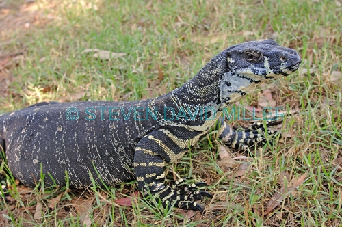 lace monitor;lace monitor picture;lace monitor lizard;goanna;australian goanna;australian monitor;australian monitor lizard;australian reptile;lane cove national park;australian national park;new south wales national park