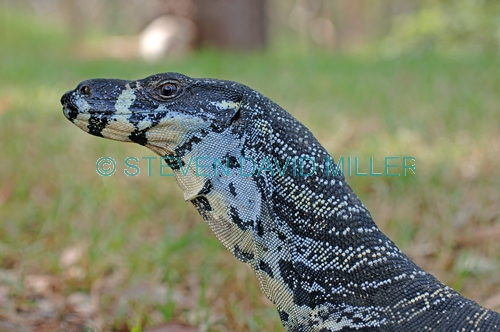 lace monitor;lace monitor picture;lace monitor lizard;goanna;australian goanna;australian monitor;australian monitor lizard;australian reptile;lane cove national park;australian national park;new south wales national park