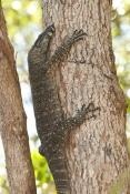 lace-monitor;goanna;varanus-varius;lace-monitor-in-tree;noosa-national-park;australian-goanna;monito
