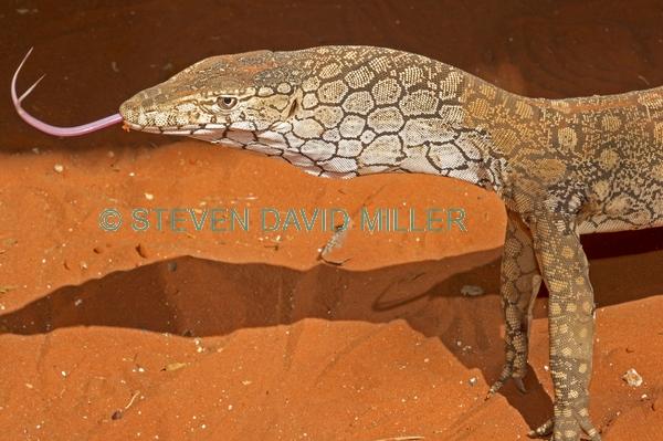 australian lizard;large lizard;lizard with forked tongue;forked tongue