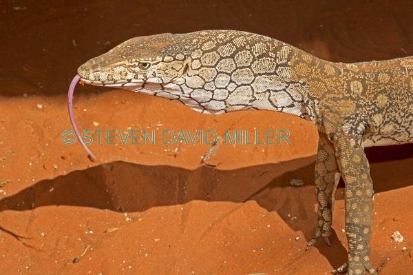 australian lizard;large lizard;lizard with forked tongue;forked tongue