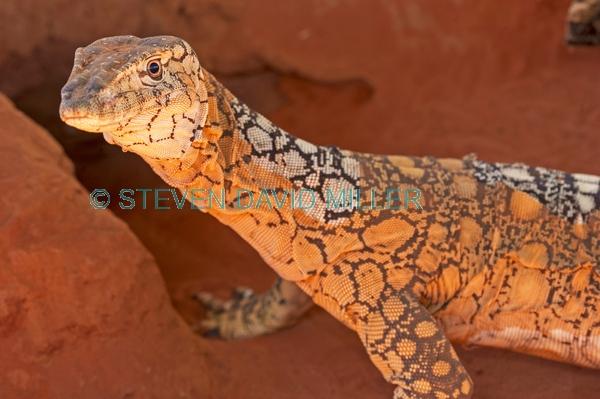 australian lizard;large lizard