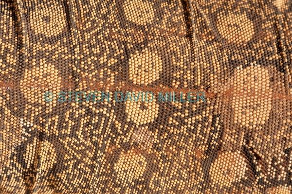 lizard scutes;reptile scutes;perentie skin pattern