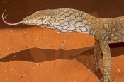 australian-lizard;large-lizard;lizard-with-forked-tongue;forked-tongue