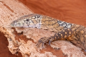 australian-lizard;large-lizard