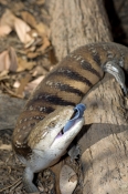 common-blue-tongue-lizard;blue-tongue-lizard;blue-tongue-lizard;eastern-blue-tongue-lizard;northern-