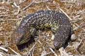 shingleback-lizard;stumpy-tail-lizard;blue-tongue;skink;taliqua-rugosa;bobtail-lizard;sleepy-lizard;
