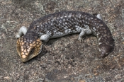 shingleback-lizard;stumpy-tail-lizard;blue-tongue;skink;taliqua-rugosa-rugosa;taliqua-rugosa;bobtail