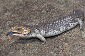 shingleback-lizard;stumpy-tail-lizard;blue-tongue;skink;taliqua-rugosa-rugosa;taliqua-rugosa;bobtail