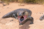 shingleback-lizard;bobtail-lizard;stumpy-tail-lizard;sleepy-lizard;pinecone-lizard;boggi-lizard;tili