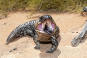 shingleback-lizard;bobtail-lizard;stumpy-tail-lizard;sleepy-lizard;pinecone-lizard;boggi-lizard;tili