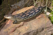 southern-blue-tongue-lizard;southern-blue-tongue-lizard;blotched-blue-tongue-lizard;blotched-blue-to