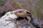 southern-blue-tongue-lizard;southern-blue-tongue-lizard;blotched-blue-tongue-lizard;blotched-blue-to