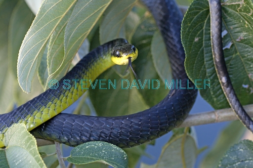 common tree snake;green tree snake;snake on tree branch;golden tree snake;tree snake;australian snakes;daintree river;far north queensland;small snake