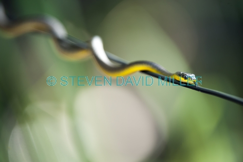 common tree snake;green tree snake;golden tree snake;tree snake;australian snakes;Dendrelaphis punctulata;mareeba wetlands;snake forked tongue