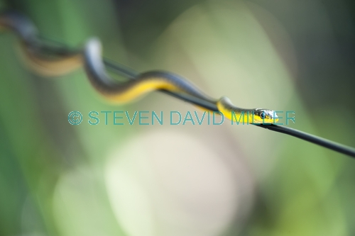 common tree snake;green tree snake;golden tree snake;tree snake;australian snakes;Dendrelaphis punctulata;mareeba wetlands