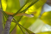 common-tree-snake-picture;common-tree-snake;green-tree-snake;golden-tree-snake;dendrelaphis-punctula