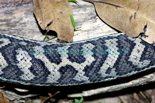 carpet python;diamond python;python;snake;python pattern;python skin;python scales;australian snakes;australian python;marelia spilota;kuranda koala gardens