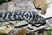 carpet-python;diamond-python;python;snake;python-pattern;python-skin;python-scales;australian-snakes