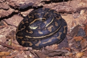 carpet-python;diamond-python;python;snake;python-curled-up;snake-curled-up;australian-snakes;austral