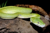 green-python;green-snake;python;australian-python;australian-reptiles;australian-snakes;chondronphyt