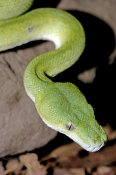 green-python;green-snake;python;australian-python;australian-reptiles;australian-snakes;chondronphyt