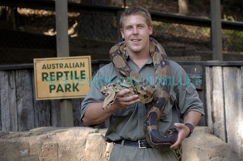 snake demonstation;man handling snake;man handling python;australian reptile park;man with snake;man with python