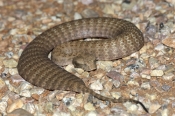 death-adder;pilbara-death-adder;venemous-snake;dangerous-snake;poisonous-snake;australian-snakes;aus