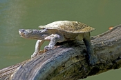 saw-shelled-turtle;saw-shelled-turtle;freshwater-turtle;side-necked-freshwater-turtle;australian-fre