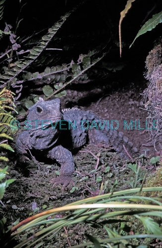 tuatara;new zealand reptile;order Rhynchocephalia;Sphenodon punctatus;orana zoo