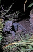 tuatara;new-zealand-reptile;order-Rhynchocephalia;Sphenodon-punctatus;orana-zoo
